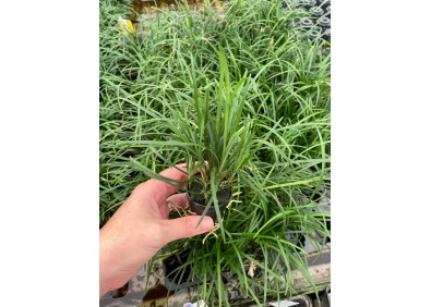 Ophiopogon japonica - Pot de 5cm (terrarium)