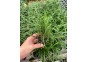 Ophiopogon japonica - Pot de 5cm (terrarium)
