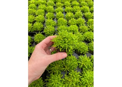 Pogostemon helferi - Pot de 5cm