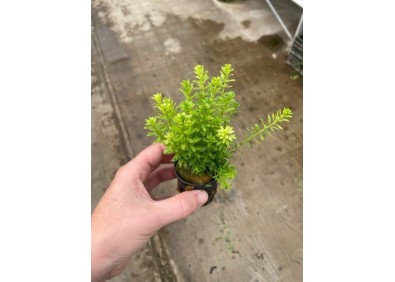 Rotala bossii - Pot de 5cm