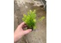 Rotala bossii - Pot de 5cm