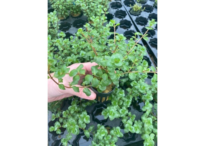 Rotala rotundifolia - Pot de 5cm
