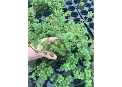 Rotala rotundifolia - Pot de 5cm