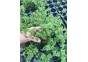 Rotala rotundifolia - Pot de 5cm