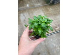 Stauroqyne repens - Pot de 5cm