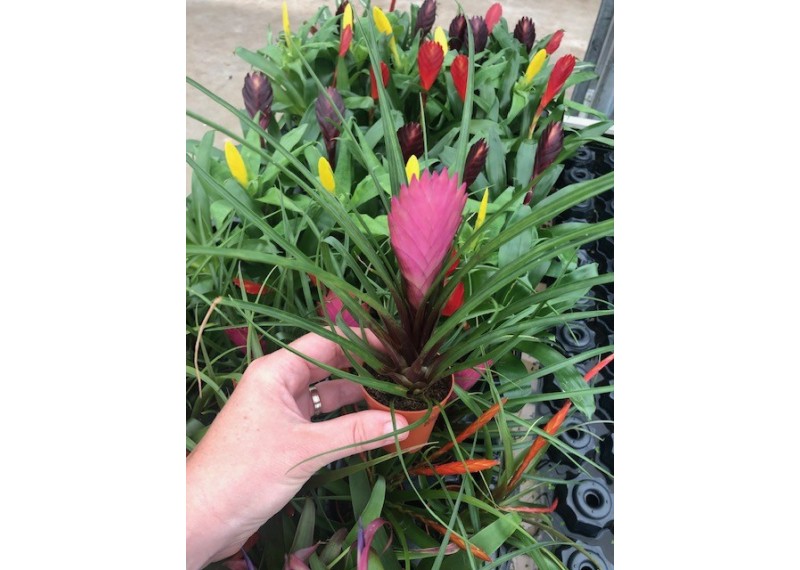 Tillandisa (bromelia) - Pot de 5cm (terrarium)