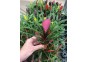 Tillandisa (bromelia) - Pot de 5cm (terrarium)