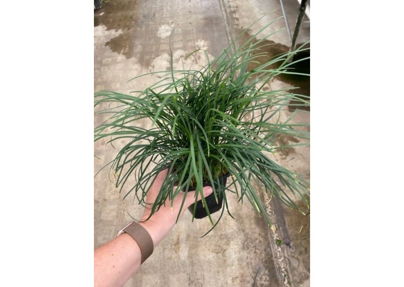 Ophiopogon japonica - Pot XL 9cm