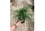 Ophiopogon japonica - Pot XL 9cm