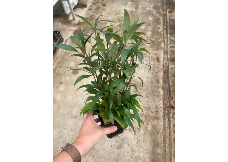 Hygrophila angustifolia - Pot XL 9cm
