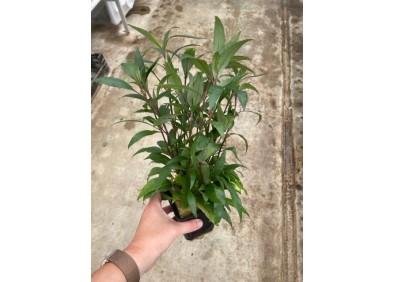 Hygrophila angustifolia - Pot XL 9cm