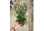 Hygrophila angustifolia - Pot XL 9cm