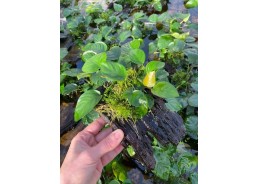 Anubias sur racine (medium)