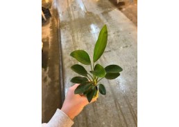 Anubias congensis - Pot de 5cm