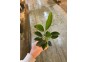 Anubias congensis - Pot de 5cm