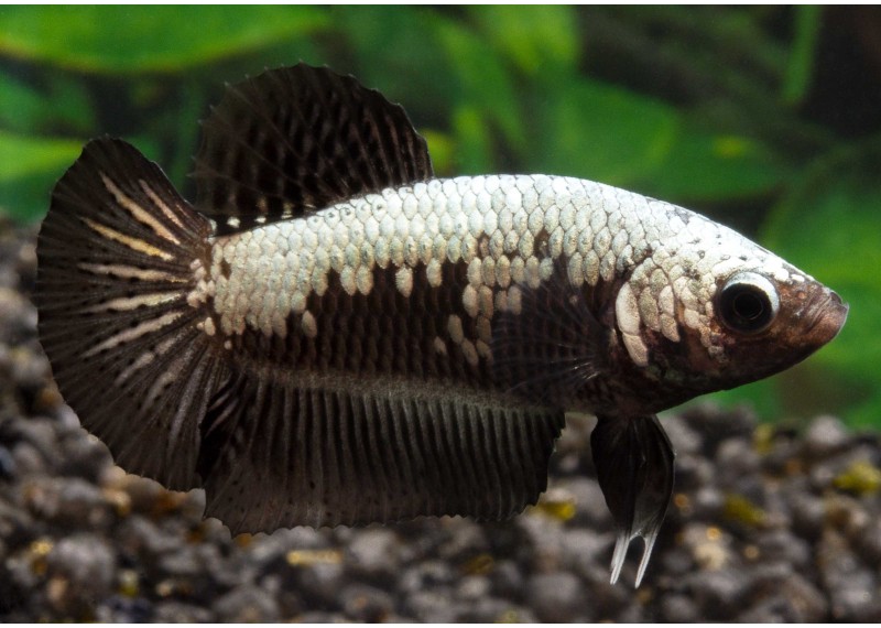 Betta plakat femelle select samourai