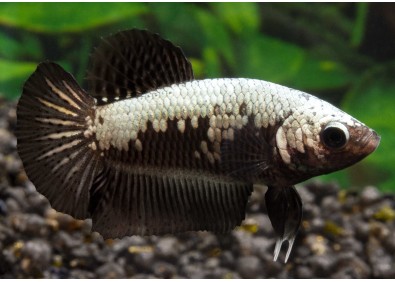 Betta plakat femelle select samourai