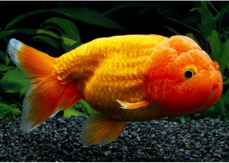 Ranchu lionhead rouge