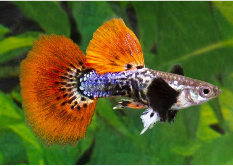 Guppy mâle select éléphant snakeskin red