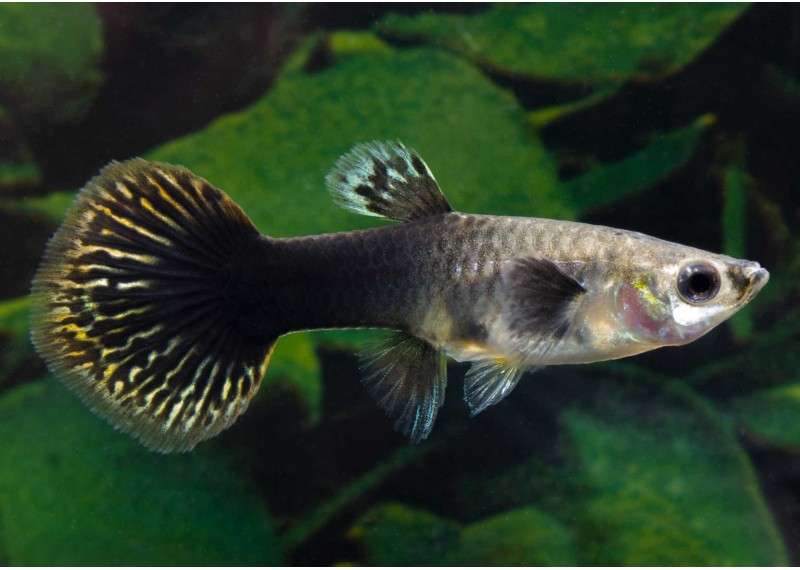 Guppy femelle select tuxedo mosaic