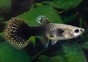 Guppy femelle select tuxedo mosaic