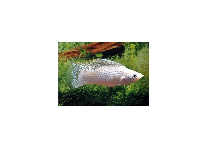 Velifera argent (mâle)