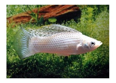 Velifera argent (mâle)