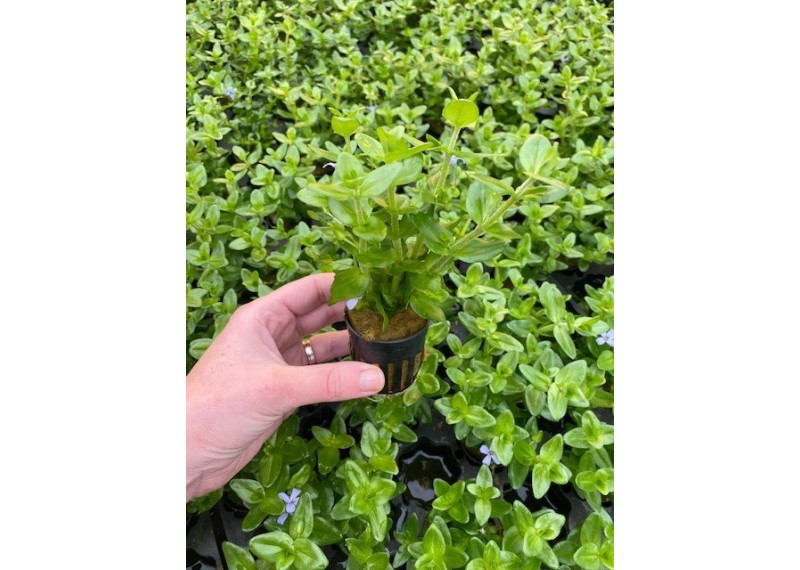 Bacopa amplexicaulis (caroliniana) - Pot de 5cm