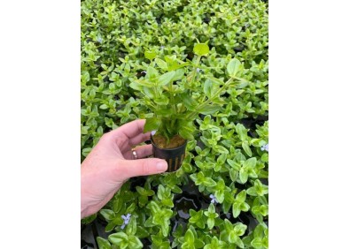 Bacopa amplexicaulis (caroliniana) - Pot de 5cm