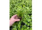 Bacopa amplexicaulis (caroliniana) - Pot de 5cm