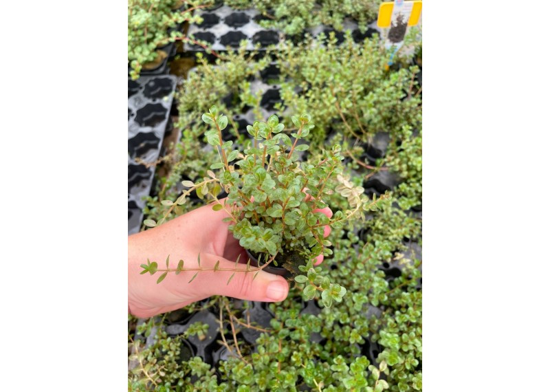 Rotala colorata - Pot de 5cm