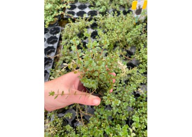 Rotala colorata - Pot de 5cm