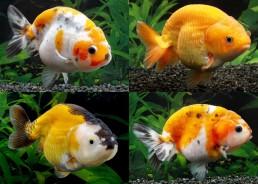 Ranchu assortis grade A