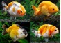 Ranchu assortis grade A