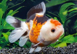 Oranda tricolore grade A