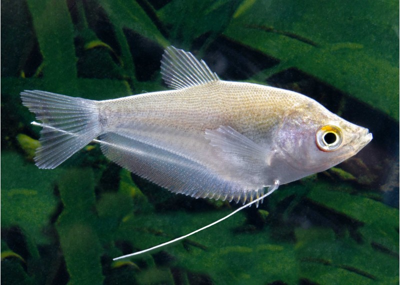 Gourami argent