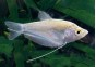 Gourami argent