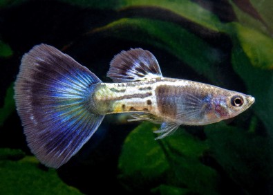 Guppy mâle bleu saphir