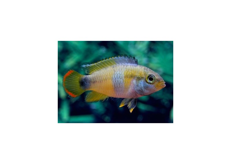 Apisto nijsseni (mâle)