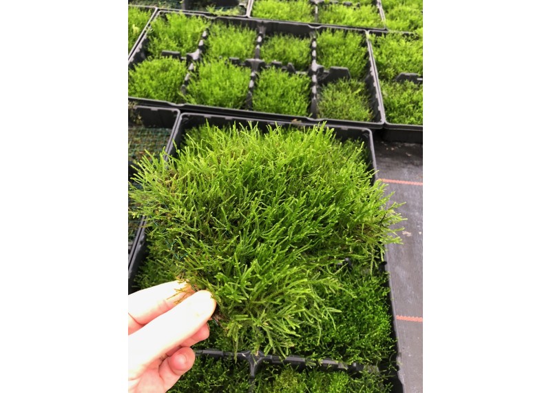 Mousse de java sur tapis (10x15 cm)