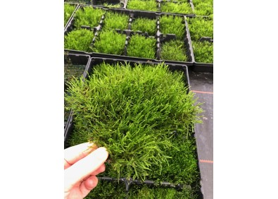 Mousse de java sur tapis (10x15 cm)