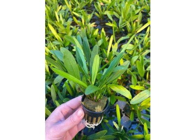 Echinodorus horemanii groen - Pot de 5cm