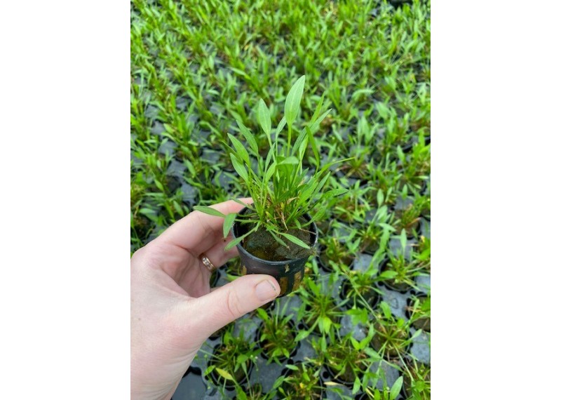 Echinodorus tenellus - Pot de 5cm