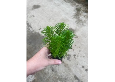 Pogostemon erectus - Pot de 5cm