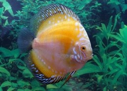 Discus yellow dragon