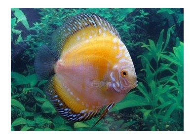 Discus yellow dragon