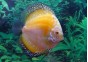 Discus yellow dragon