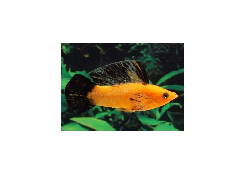 Velifera léopard rouge (mâle)