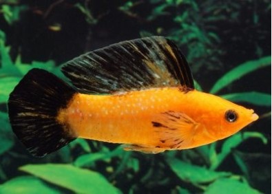 Velifera léopard rouge (mâle)