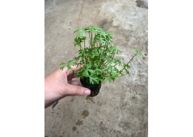 Ranonculus aquatilus - Pot de 5cm